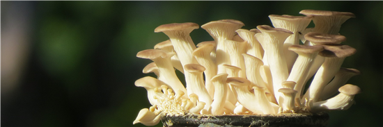 Oesterzwammen kweken op koffiedik